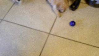 PUPPIES 034.avi