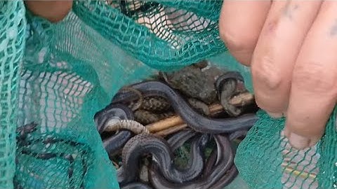 Cắm câu rắn đầu mùa hấp dẫn từ những cần đầu tiên