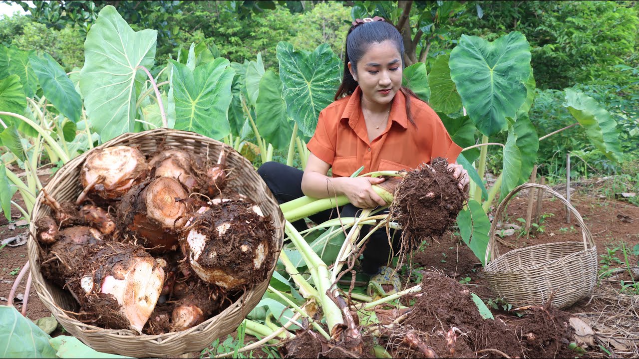 Countryside Vlog: Harvest taro root and cooking | Taro recipe