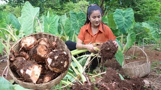 Countryside Vlog Harvest Taro Root And Cooking Taro Recipe