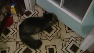 Кошке,которой 18 лет Кошке,которой 18 лет