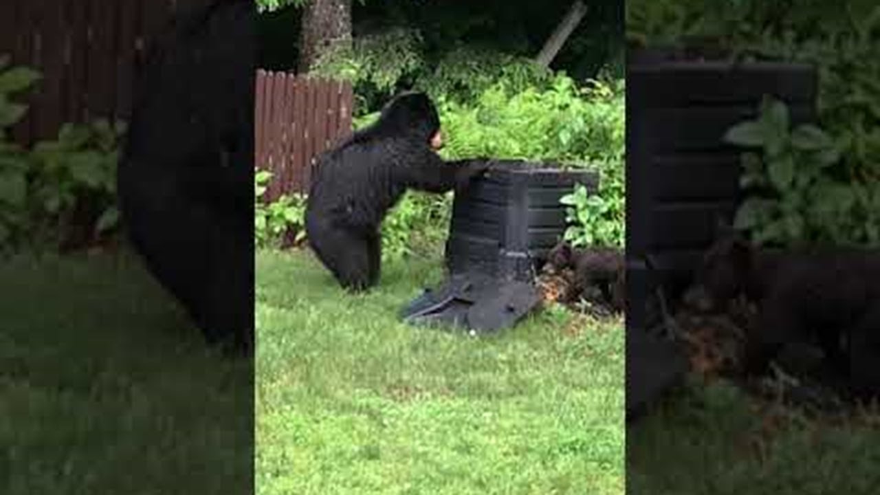 Vermont’s 3 Legged Mama Bear Teaches Her Cubs || ViralHog - YouTube