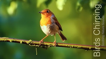 Bird Songs - 8 HOURS of Birds Singing in the Forest - Nature Relaxation Video in 4K Ultra HD