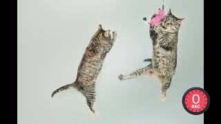 Cat Reference Photos for Sketching - 50 Timed Static And Dymanic Poses for Artists