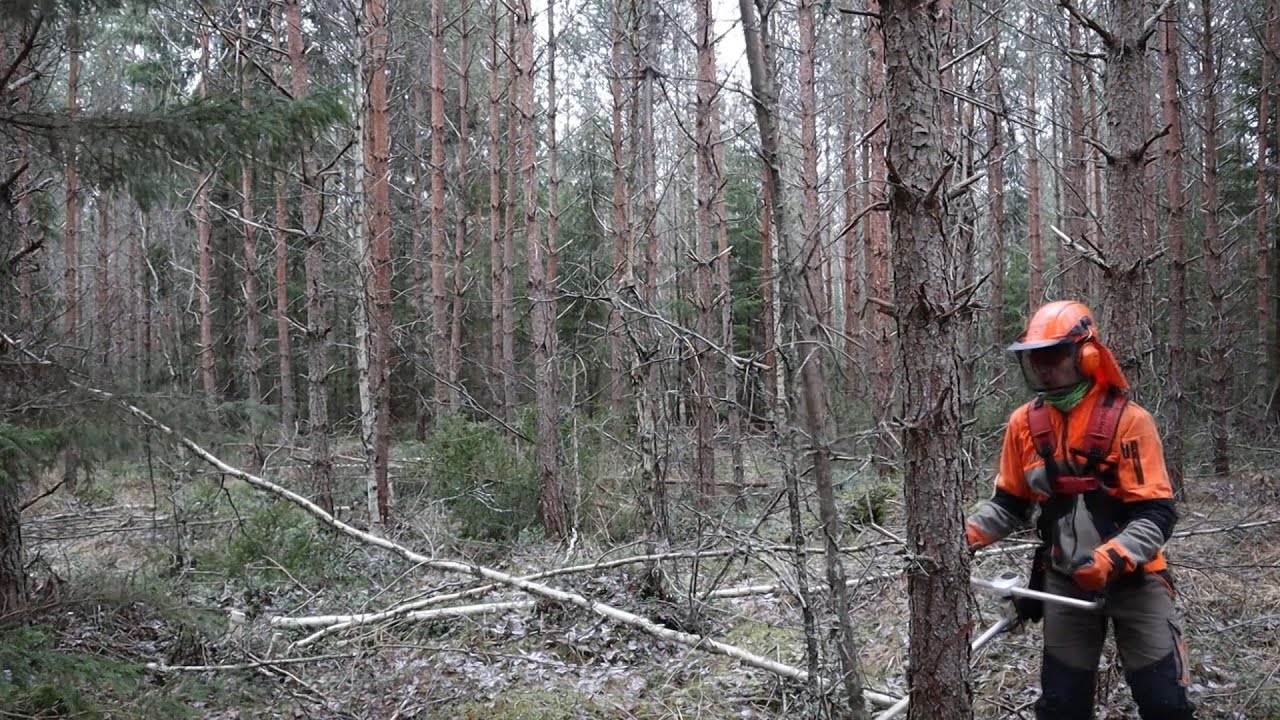 Hakkuuta edeltävä ennakkoraivaus