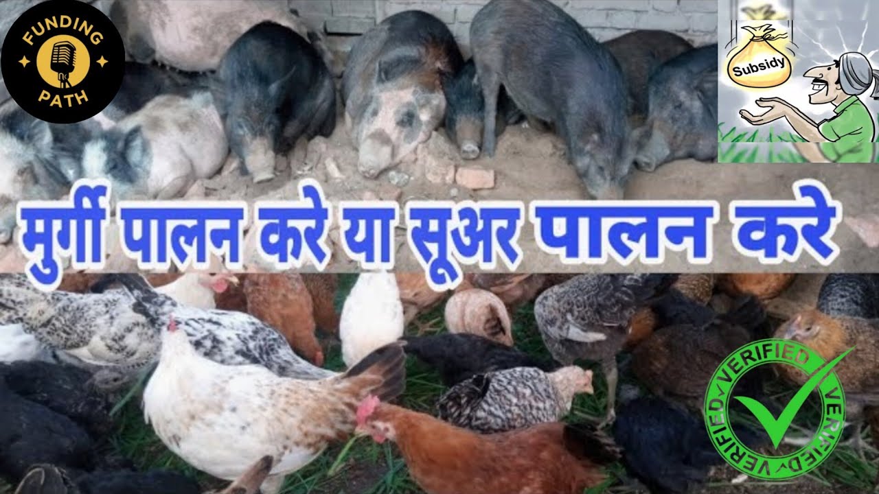 Murgi Palan vs Suar Palan | कौन सा ज्यादा फायदे का बिज़नेस 2025?