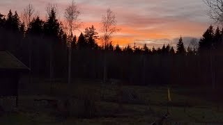 October on the homestead | Lambs farewell, plowing pigs and a Norwegian Wasabi Twist