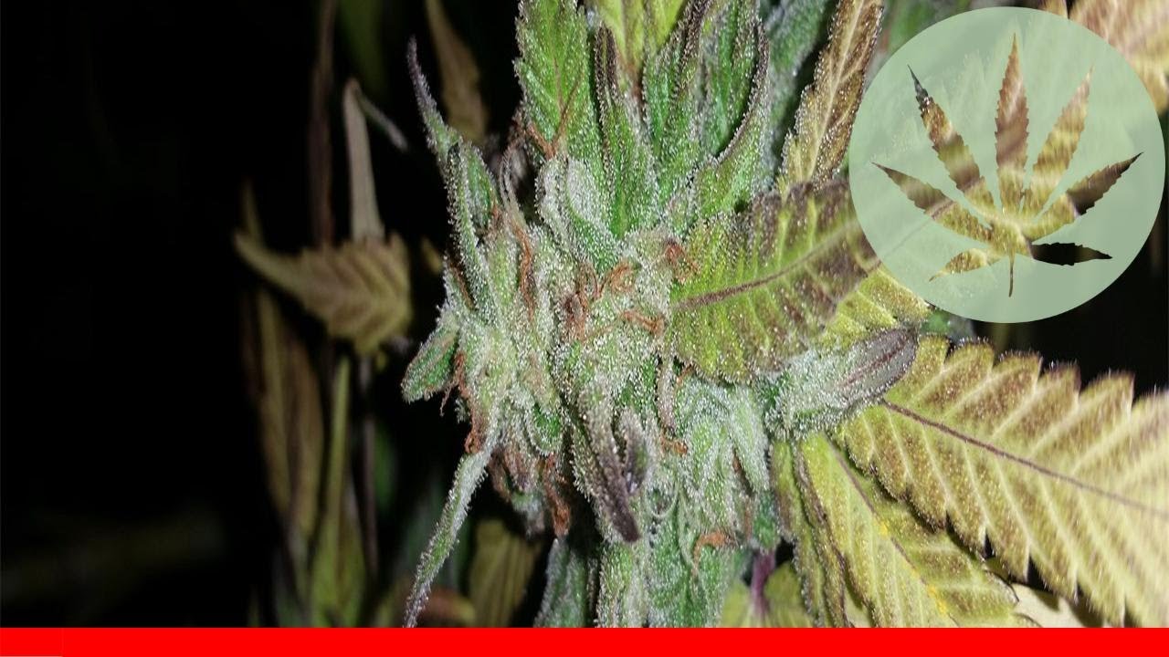 Fire Og - All About This Strain