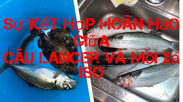 Sự kết hợp giữa câu Lăng Xê và mồi bột câu cá tráp Nhật 団子釣り the Japanese way of fishing dango