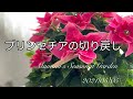 《プリンセチアの切り戻し》5月に行うプリンセチアのお手入れ