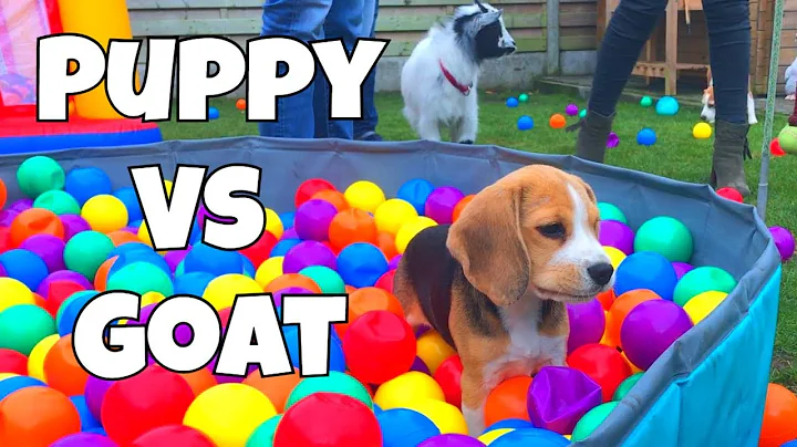 Cute Beagle Puppy Vs Baby Goat : Funny Beagle Party