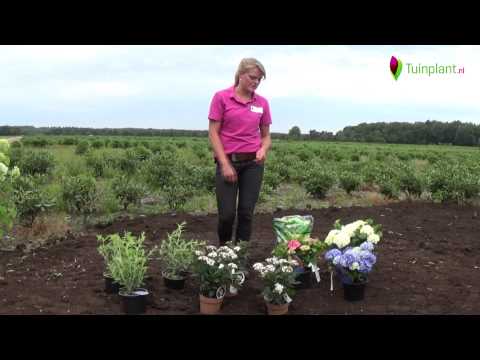Video: Inheemse plantenfeiten - Informatie en tips voor het gebruik van inheemse planten in tuinen