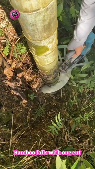 The World’s Strongest Tree Cutter — Slices Through Bamboo Instantly!