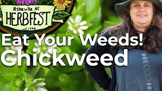 How to Use Chickweed | Herbal Remedies, Foraging & Food Ideas - Asheville Herb Fest