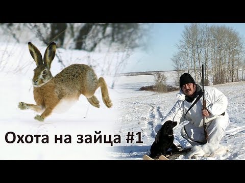 Охота на зайца со спаниелем