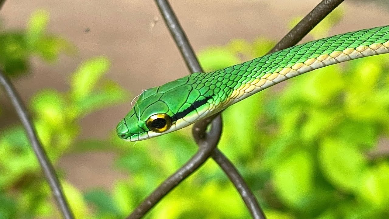 GIANT PARROT SNAKE - LORA - LEPTOPHIS AHAETULLA - YouTube