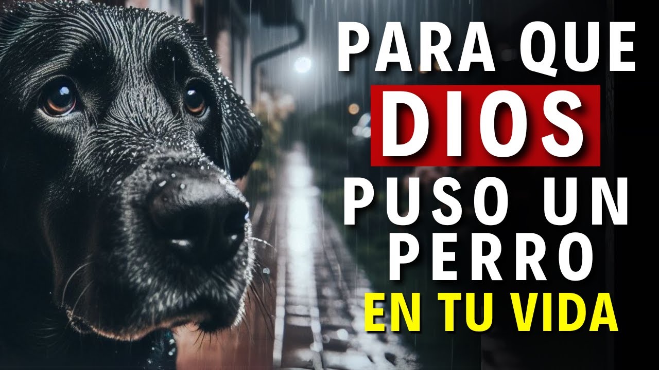 POR QUE  Dios Puso un Perro en TU VIDA ✨❤️