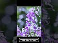 Amazing Flower Photos In The Park!