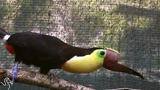Injured Toucan Gets A 3D Beak