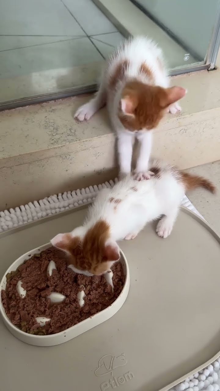 TOP DES VIDÉOS TRÈS DRÔLES LES CHATS