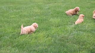 Bich Poo Puppies For Sale