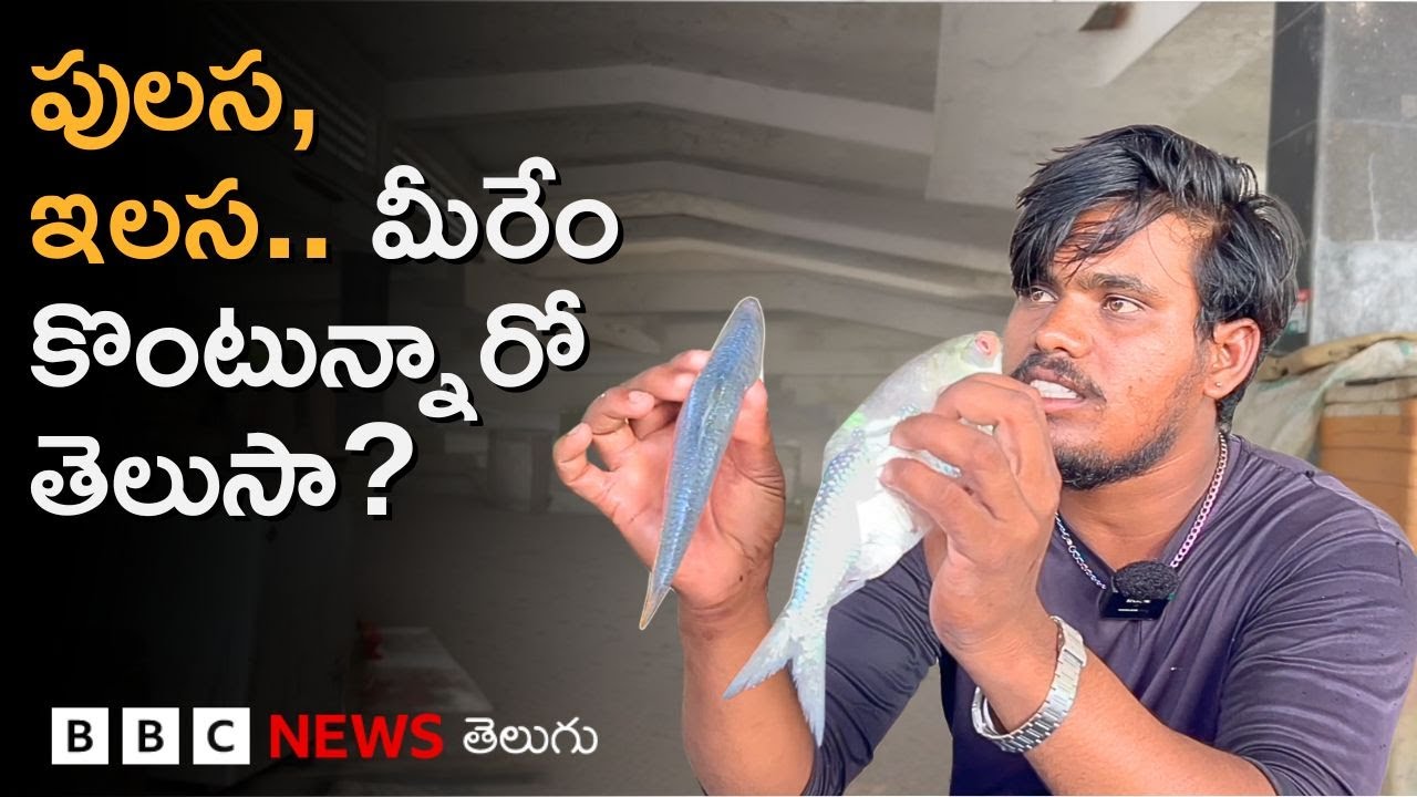 Pulasa: చూడగానే పులస చేపను ఎలా గుర్తుపట్టాలి? గోదారిలో ఈదే ఇలస, పులసగా ఎలా మారుతుంది? | BBC Telugu