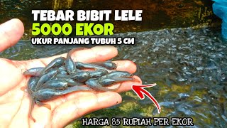 Catfish Seeds Spread 5 thousand Heads Price 85 Rupiah Per Head