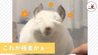 思わずニッコリしちゃう♡ ブラッシング中のチンチラさんのお顔が…😍【PECO TV】