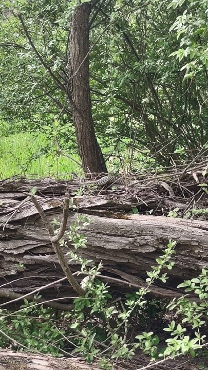 I'm A Snake I'm A Slithery Snake I'm a Snake I am a slithering slimy slippery snake sssssss #snake #