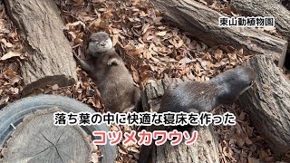 【東山動植物園】落ち葉で快適な寝床を作るコツメカワウソ / Asian Small-clawed Otter making a comfortable bed in the fallen leaves