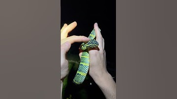 Exploring Indonesia! #wildlife#snake#animals#Indonesia#shorts#cute#nature#jungle#adventure#explore ￼
