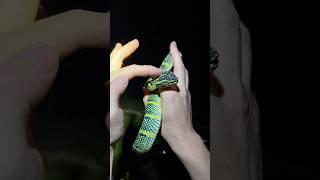 Exploring Indonesia! #wildlife#snake#animals#Indonesia#shorts#cute#nature#jungle#adventure#explore ￼