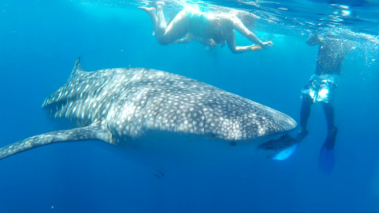 palawan whale shark tour