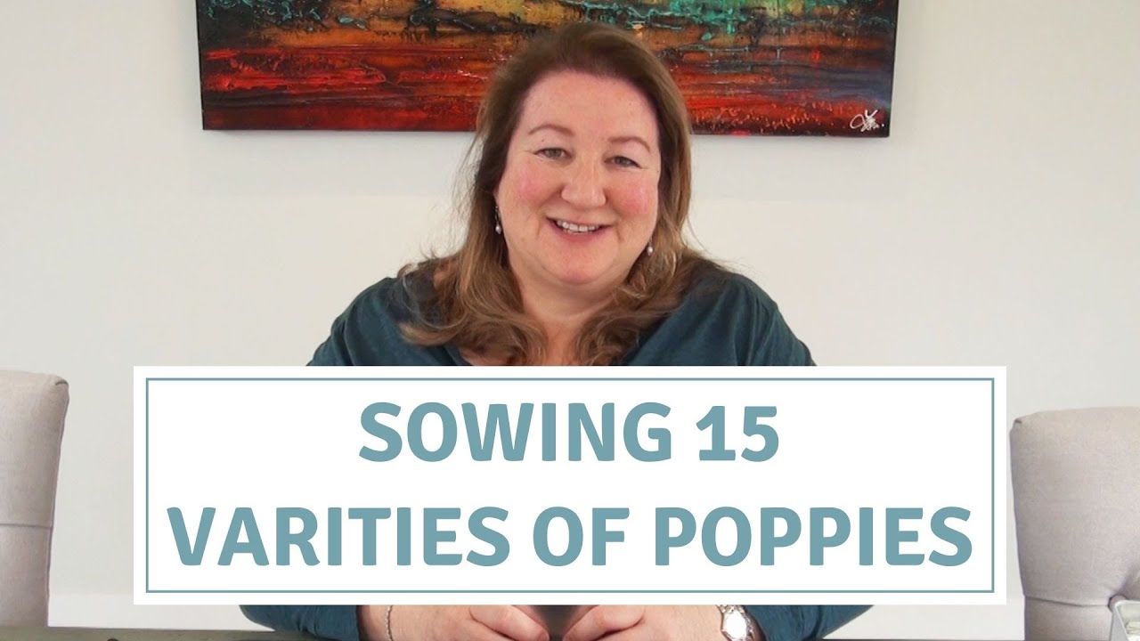 How To Sow Poppies In Seed Trays / Sowing 15 Different Poppies