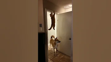 بيدور عليا اكسبلور Explore ترند كوميديات السعودية ضحك تحشيش Cat تيك توك Shorts Video لايك 