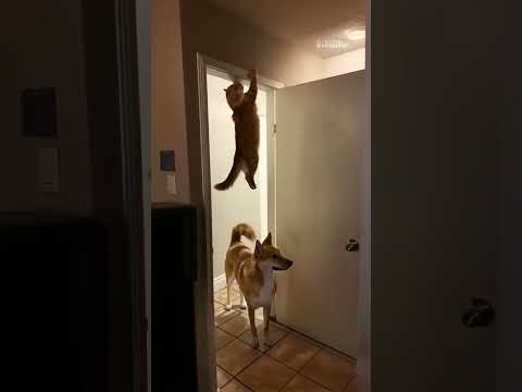 بيدور عليا اكسبلور  ترند كوميديات السعودية ضحك تحشيش  تيك توك   لايك