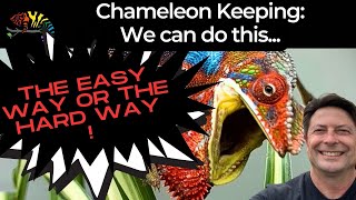 Chameleon Keeping: Easy way or Hard Way!