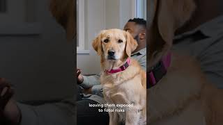 Pawy: Dog Medical History Log | Smart Vaccine & Care Schedule Tracker.  #shorts #doghealth #pawy