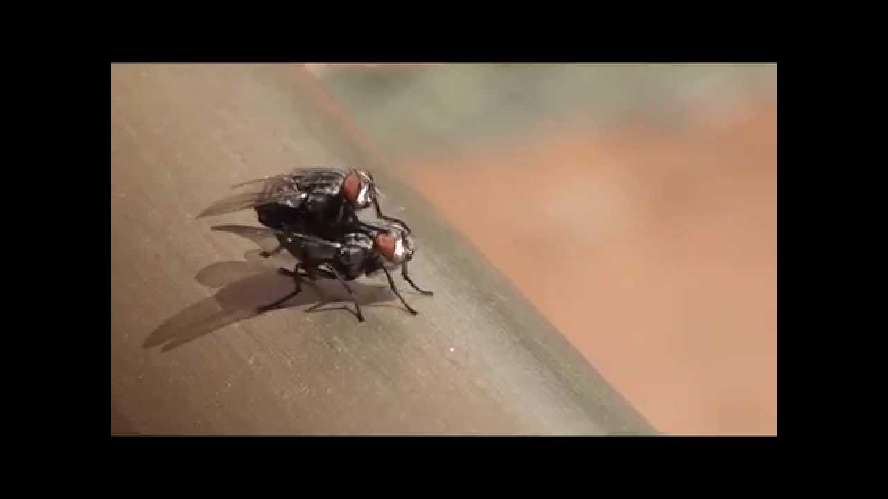 Warning Hard Mosquito Sex Youtube 