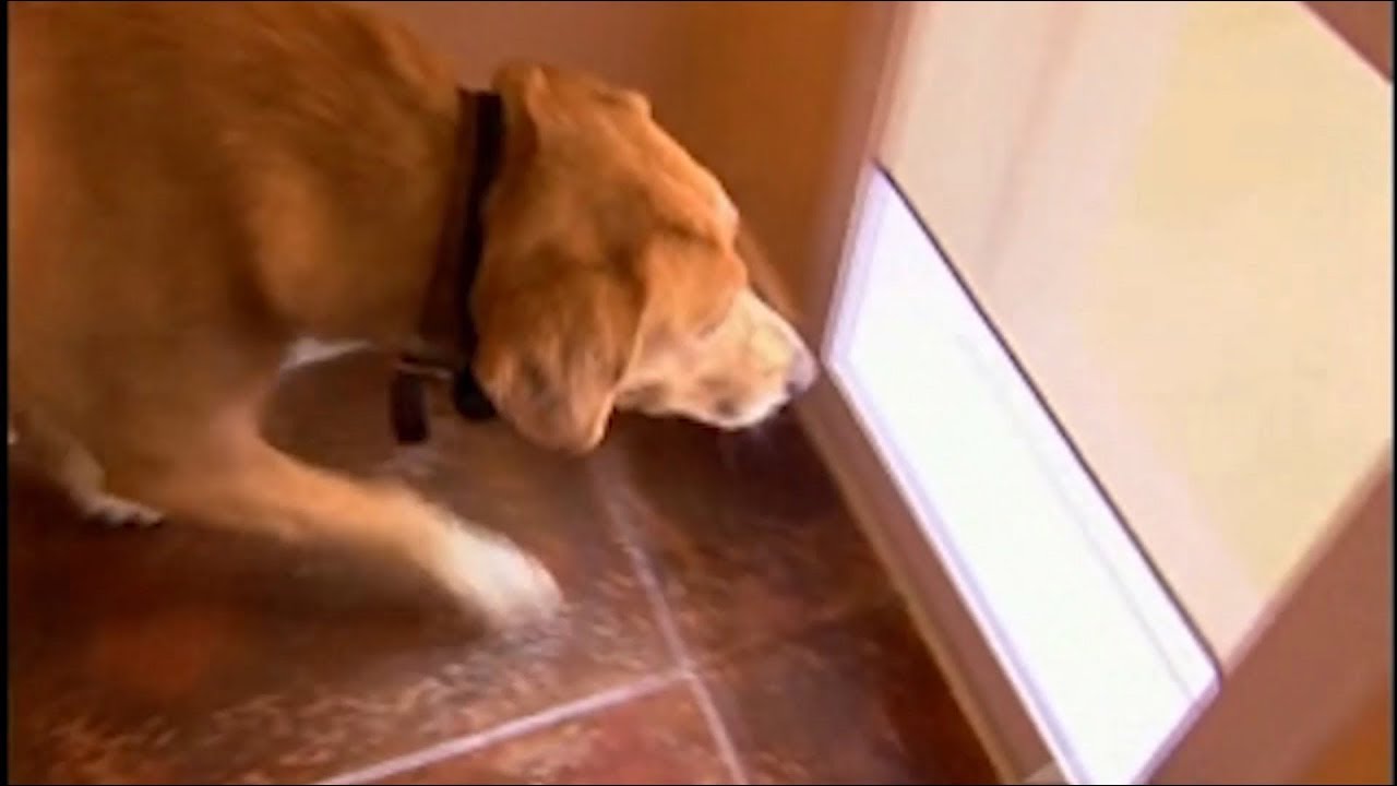 diy electronic dog door