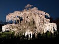 1,000 year old cherry blossom tree Miharu Takizakura/樹齢1,000年の三春滝桜 - Fukushima, Japan