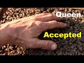 How bees behave when they accept the new queen bee. Releasing new queen