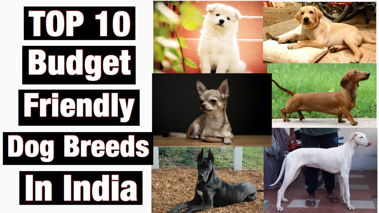 top-10-budget-friendly-dog-breeds-in-india-ll-10