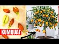 LA MEJOR FORMA DE GERMINAR KUMQUAT O QUINOTO. NARANJO ENANO IDEAL MACETA