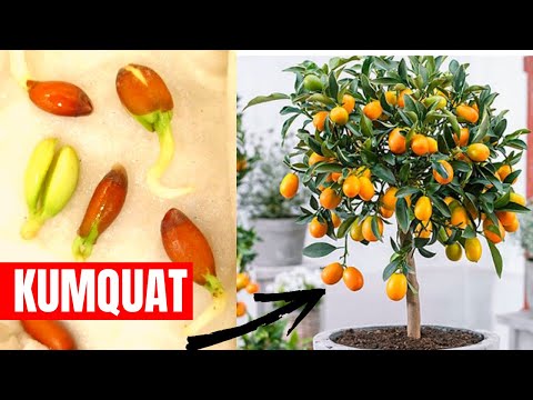 Video: Temporada de cosecha de kumquats: cuándo y cómo cosechar kumquats