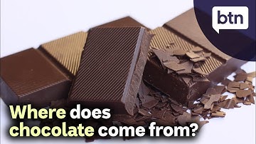 Where Does Chocolate Come From?
