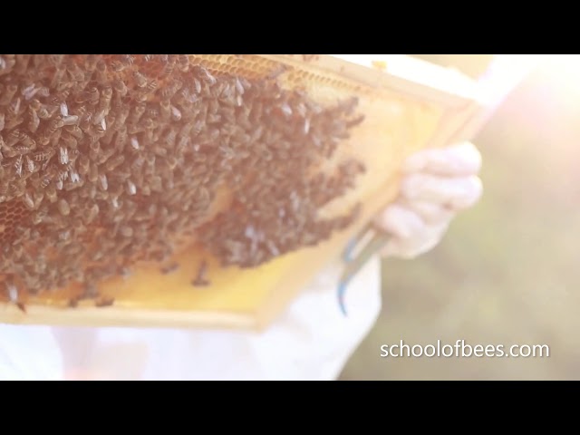 Honey Bees on Comb