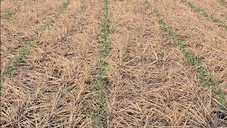 Don't call SOIL dirt! Cover crop corn emergence! Regenerative soil spotlight