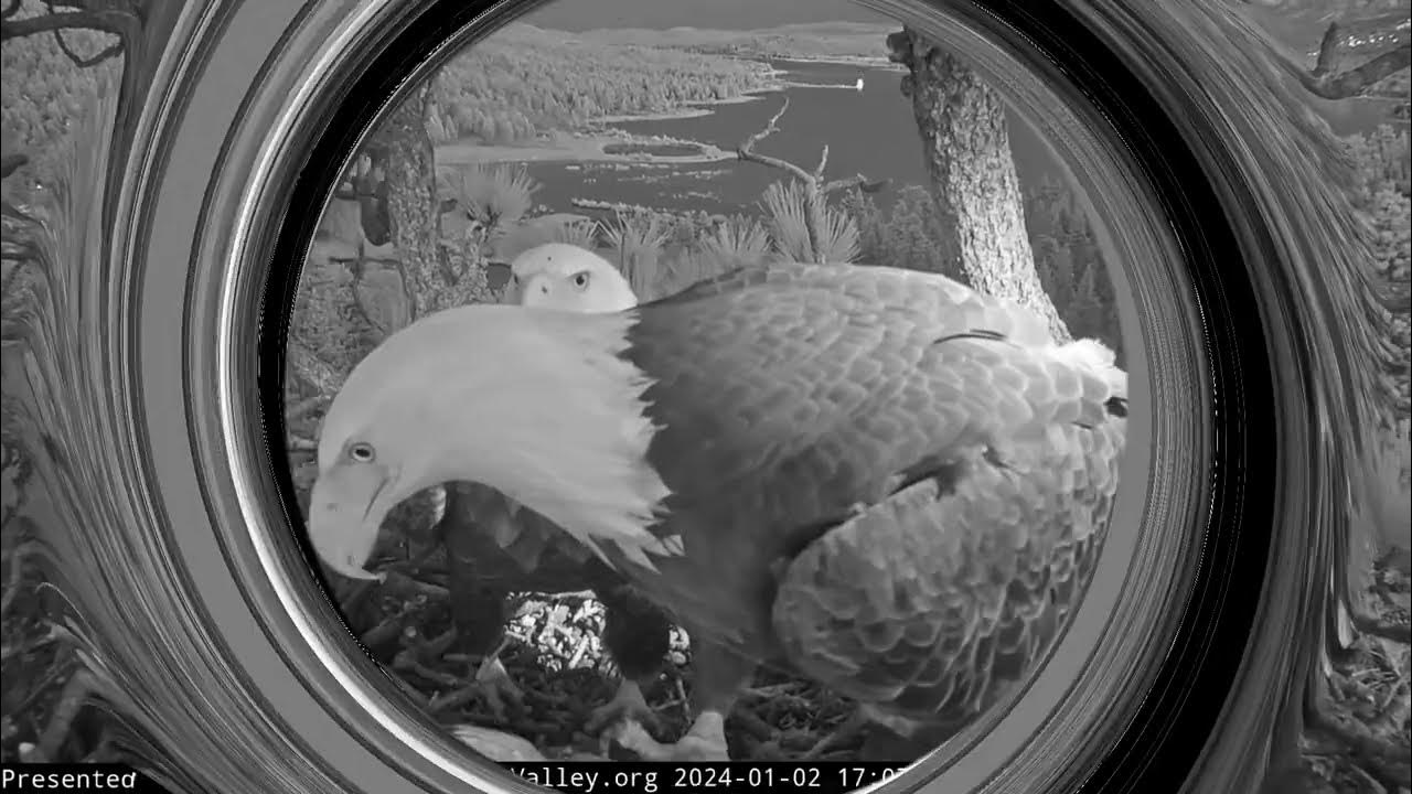 January 2 evening at the nest FOBBV CAM Big Bear Bald Eagle Live Nest