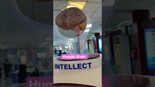 Amazing Human Brain Model 🧠 | Creative Science | Biology Short #shorts #janendrasingh720